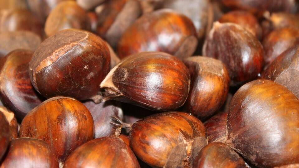 boiled-88133_960_720|19738_modal|monastery-3422536_960_720